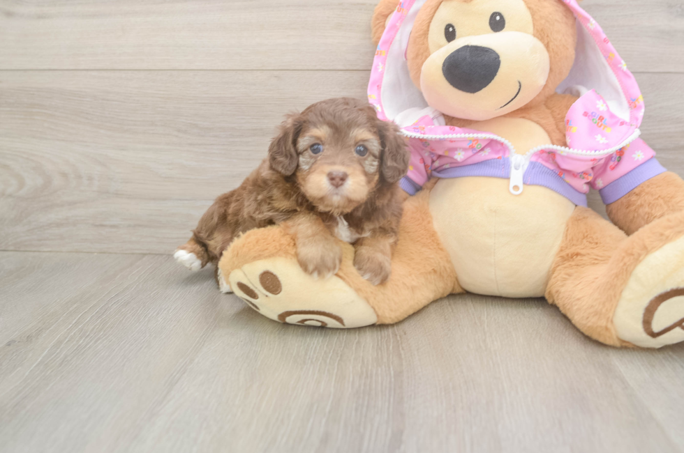 5 week old Mini Aussiedoodle Puppy For Sale - Premier Pups
