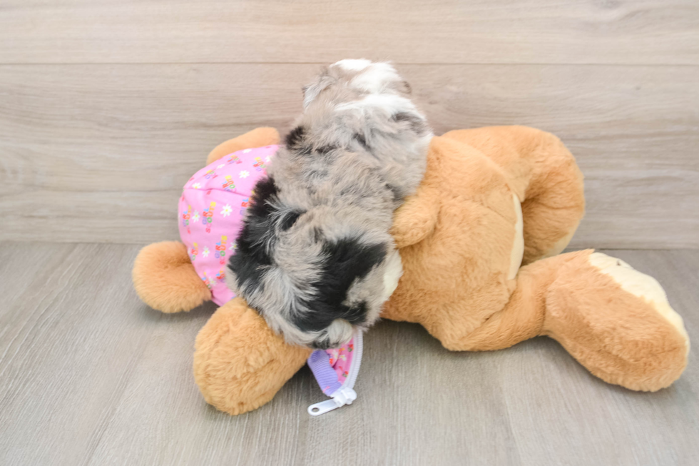 Mini Aussiedoodle Pup Being Cute