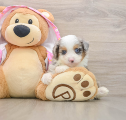 8 week old Mini Aussiedoodle Puppy For Sale - Premier Pups