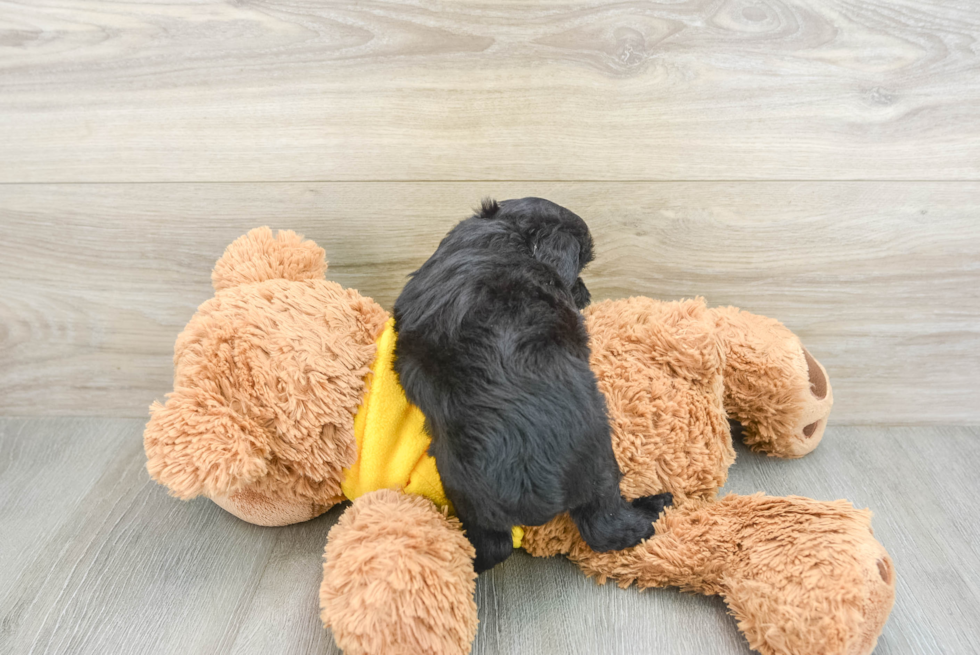 Mini Aussiedoodle Puppy for Adoption