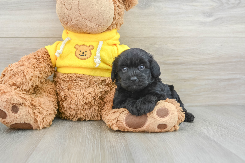 Best Mini Aussiedoodle Baby