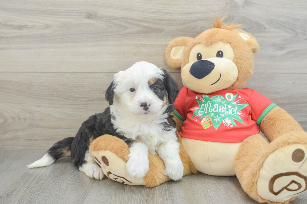 Mini Aussiedoodle Pup Being Cute