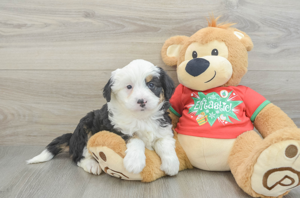 6 week old Mini Aussiedoodle Puppy For Sale - Premier Pups