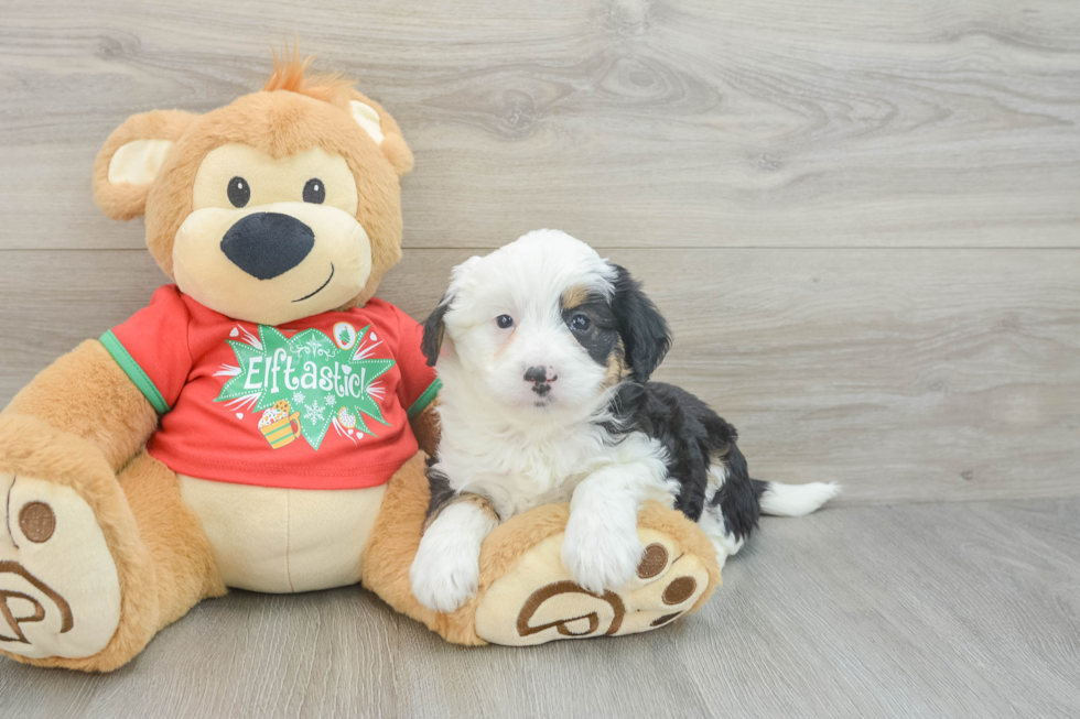 Mini Aussiedoodle Puppy for Adoption