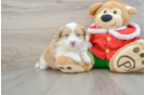 Mini Aussiedoodle Pup Being Cute