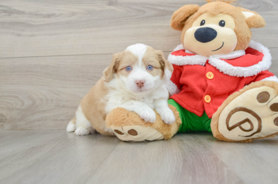 Mini Aussiedoodle Pup Being Cute