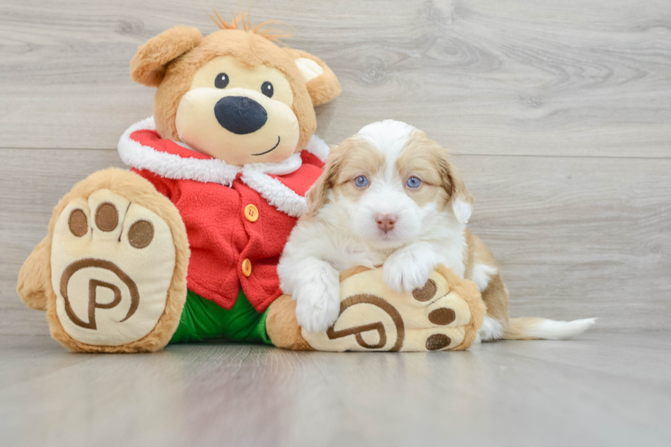 Adorable Mini Australian Shepherd X Poodle Mix Poodle Mix Puppy