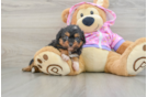 Friendly Mini Aussiedoodle Baby