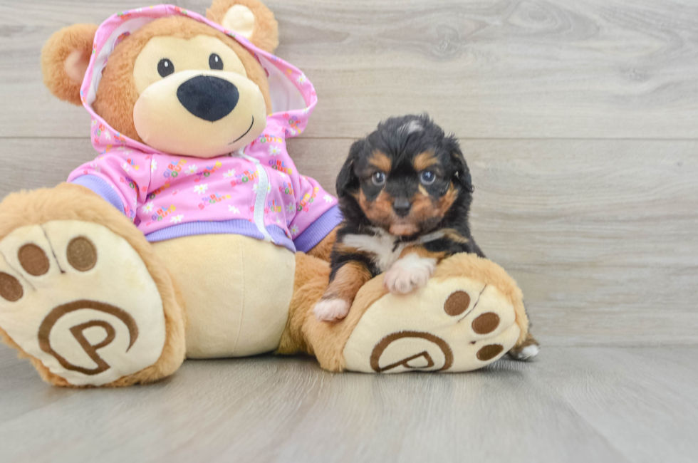 6 week old Mini Aussiedoodle Puppy For Sale - Premier Pups