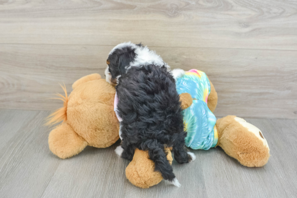 Popular Mini Aussiedoodle Poodle Mix Pup