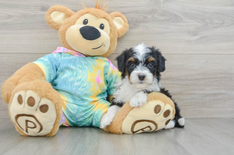 6 week old Mini Aussiedoodle Puppy For Sale - Premier Pups