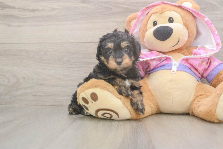 Mini Aussiedoodle Pup Being Cute