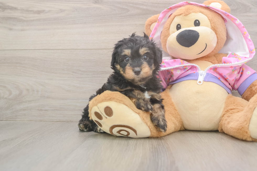Mini Aussiedoodle Pup Being Cute