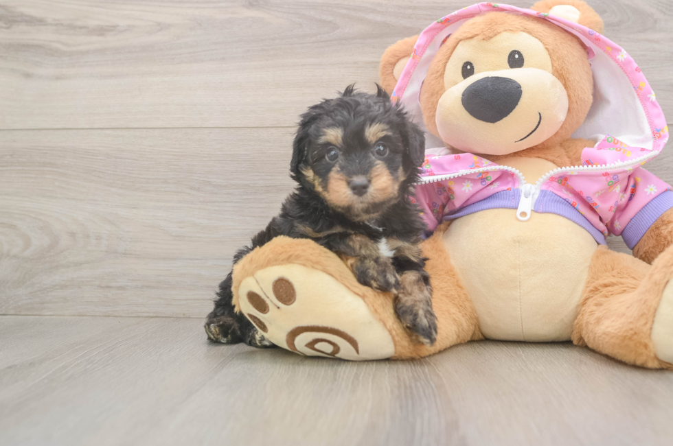 5 week old Mini Aussiedoodle Puppy For Sale - Premier Pups