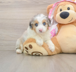 8 week old Mini Aussiedoodle Puppy For Sale - Premier Pups