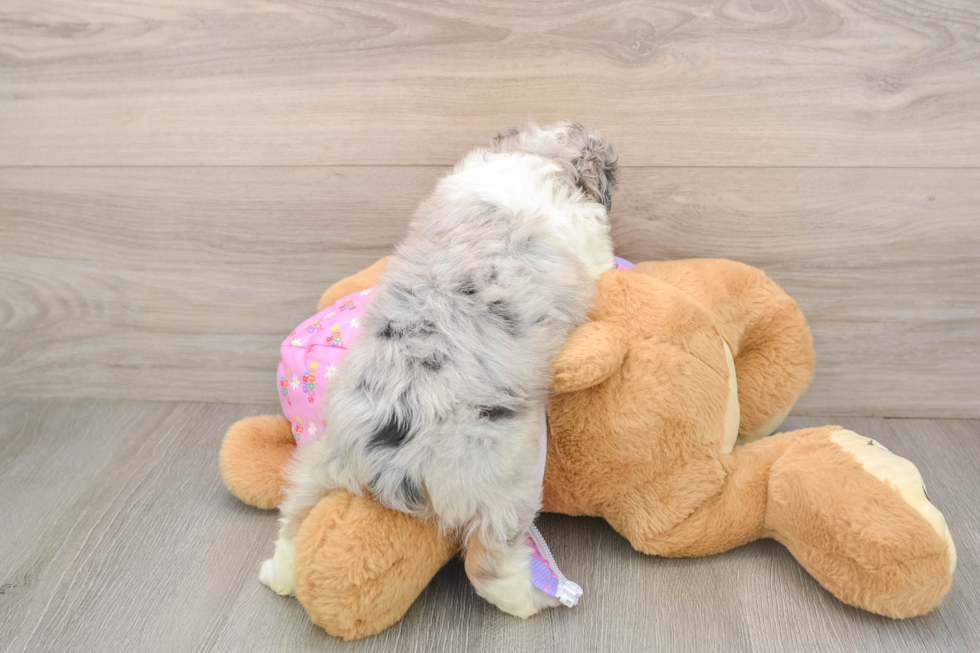 Sweet Mini Aussiedoodle Baby