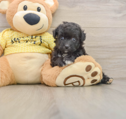 8 week old Mini Aussiedoodle Puppy For Sale - Premier Pups