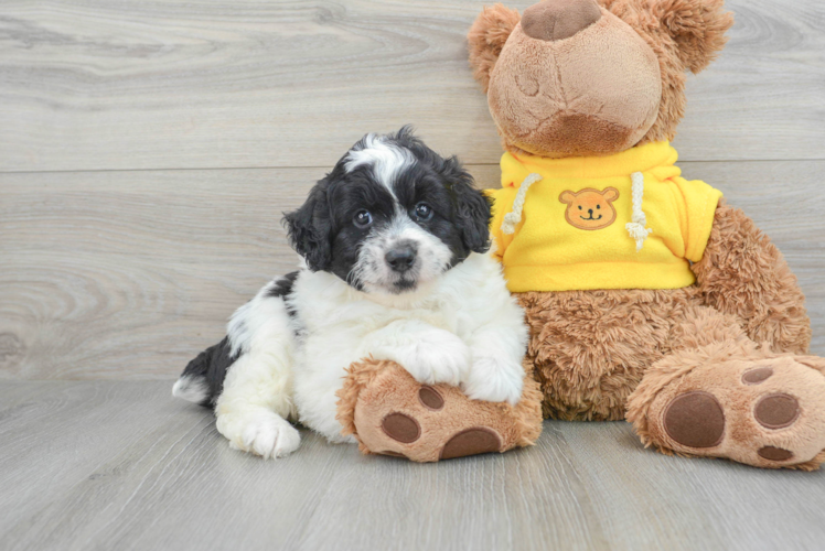 Cute Mini Aussiedoodle Baby