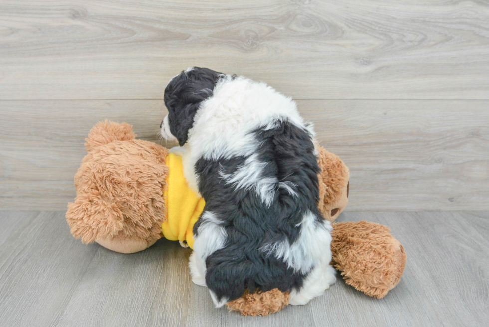 Small Mini Aussiedoodle Baby