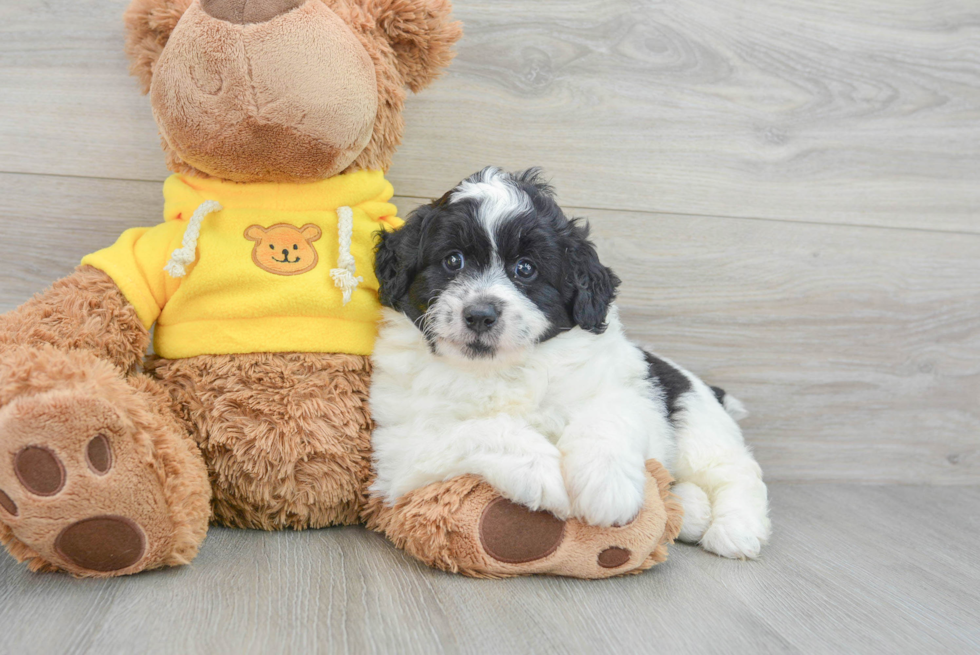 Little Aussiepoo Poodle Mix Puppy