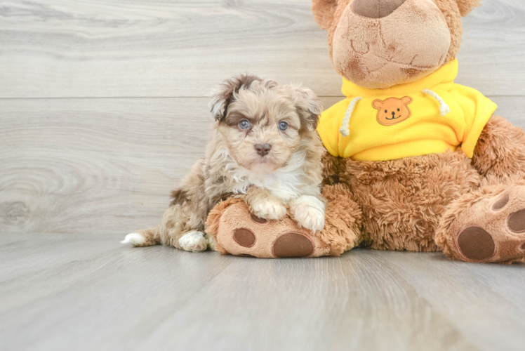 Little Aussiepoo Poodle Mix Puppy