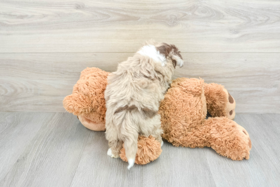 Fluffy Mini Aussiedoodle Poodle Mix Pup
