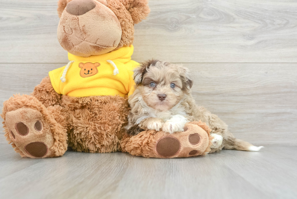Playful Aussiepoo Poodle Mix Puppy