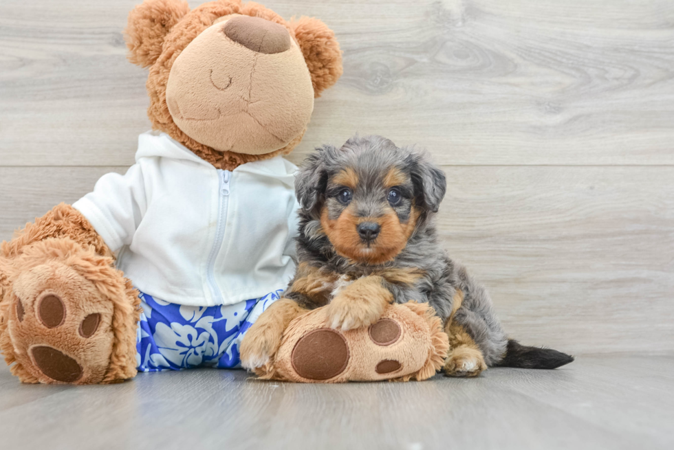 Mini Aussiedoodle Pup Being Cute