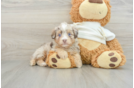 Best Mini Aussiedoodle Baby