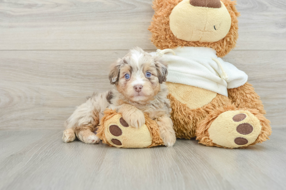 Best Mini Aussiedoodle Baby