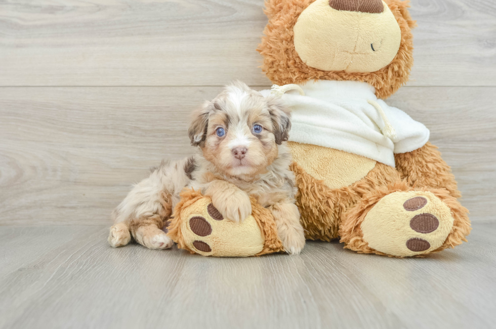 6 week old Mini Aussiedoodle Puppy For Sale - Premier Pups