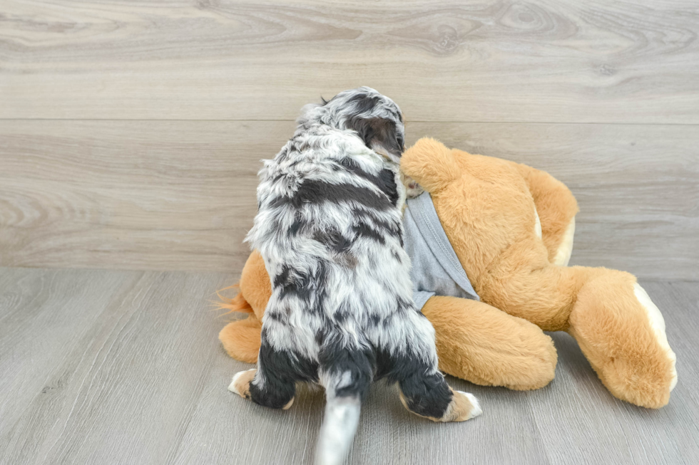 Mini Aussiedoodle Pup Being Cute