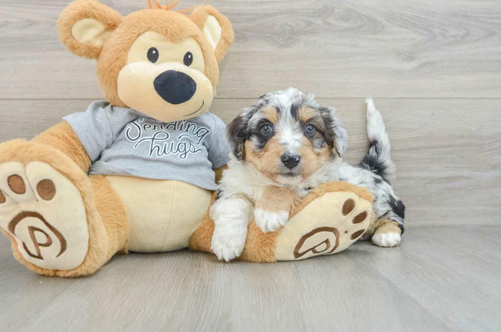 6 week old Mini Aussiedoodle Puppy For Sale - Premier Pups