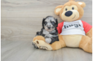 Happy Mini Aussiedoodle Baby