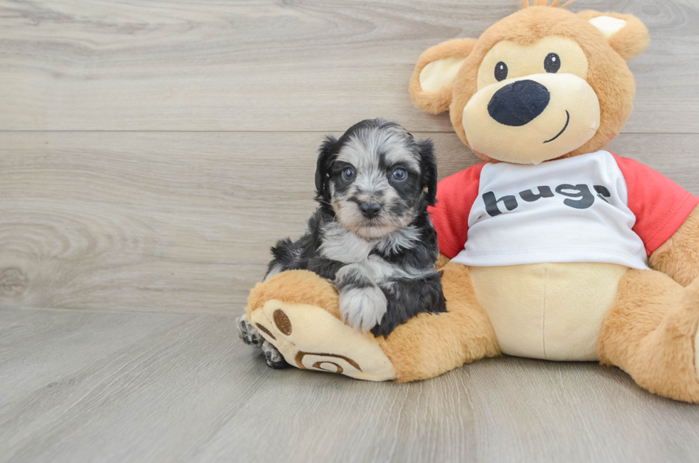 6 week old Mini Aussiedoodle Puppy For Sale - Premier Pups