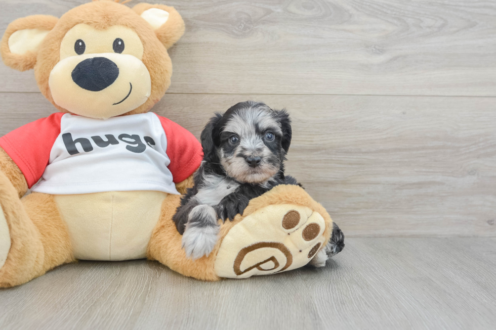 Funny Mini Aussiedoodle Poodle Mix Pup