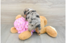 Cute Mini Aussiedoodle Baby