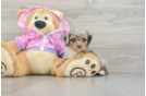 Little Mini Aussiepoo Poodle Mix Puppy