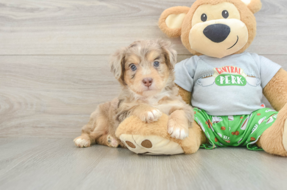 5 week old Mini Aussiedoodle Puppy For Sale - Premier Pups