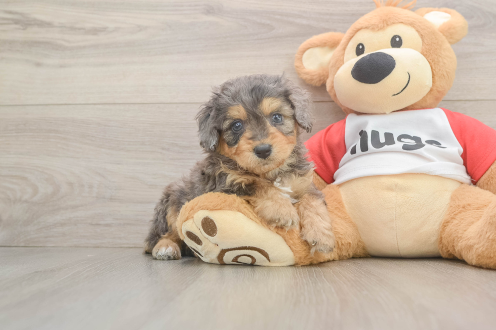 Mini Aussiedoodle Puppy for Adoption