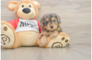 Funny Mini Aussiedoodle Poodle Mix Pup