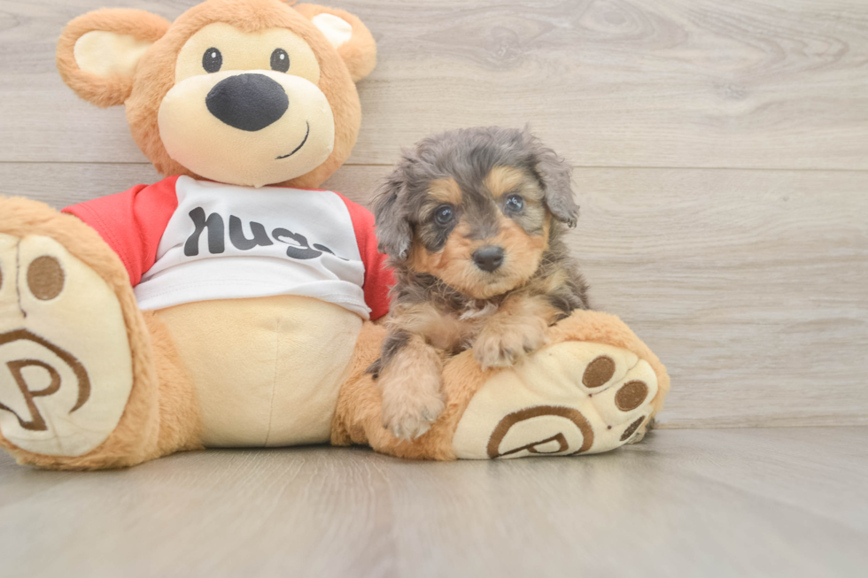 Funny Mini Aussiedoodle Poodle Mix Pup