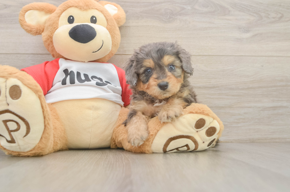5 week old Mini Aussiedoodle Puppy For Sale - Premier Pups