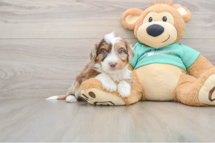 Happy Mini Aussiedoodle Baby