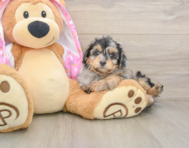 7 week old Mini Aussiedoodle Puppy For Sale - Premier Pups