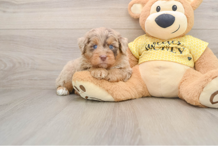 Little Aussiepoo Poodle Mix Puppy