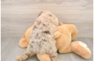 Mini Aussiedoodle Puppy for Adoption