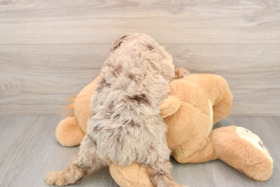 Mini Aussiedoodle Puppy for Adoption