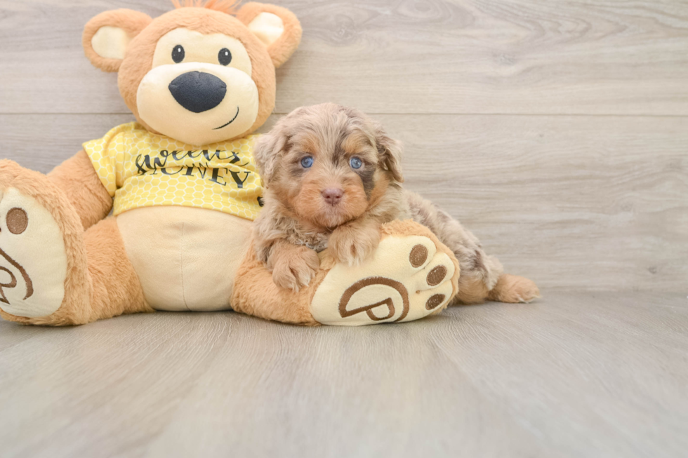 Best Mini Aussiedoodle Baby
