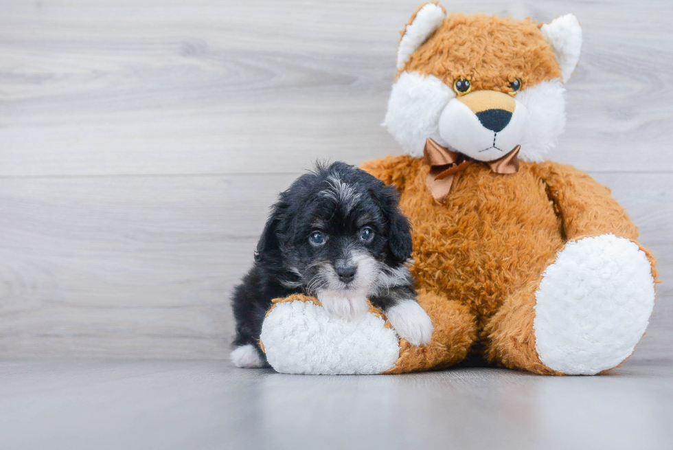 Hypoallergenic Aussiepoo Poodle Mix Puppy